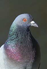 Rock Pigeon